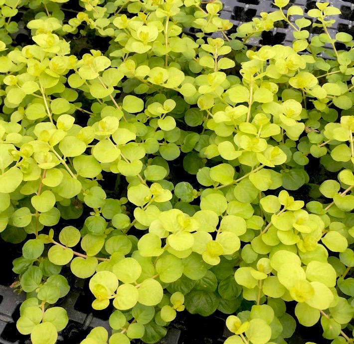 Lysimachia nummularia aurea in pot
